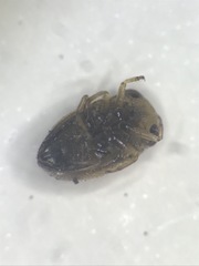 Neoplea striola