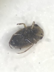 Neoplea striola