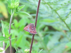 Callophrys guatemalena