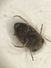 Neoplea striola
