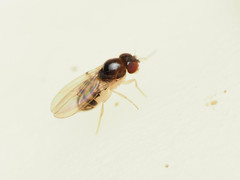 Mycodrosophila claytonae