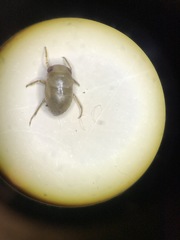 Neoplea striola