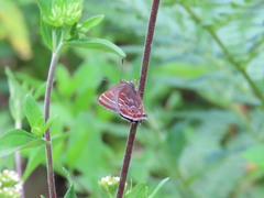 Callophrys guatemalena