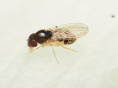 Mycodrosophila claytonae