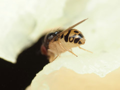 Mycodrosophila claytonae
