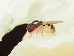 Mycodrosophila claytonae