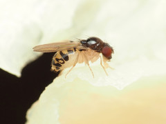 Mycodrosophila claytonae