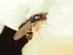 Mycodrosophila claytonae