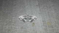 Rhombophylla edentata