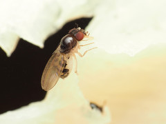 Mycodrosophila claytonae