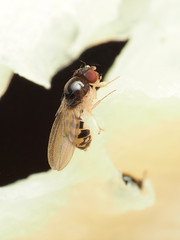 Mycodrosophila claytonae