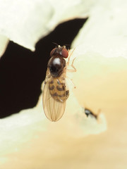 Mycodrosophila claytonae