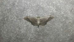 Idaea violacea