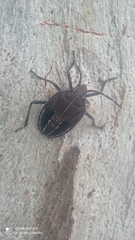 Poecilometis strigatus