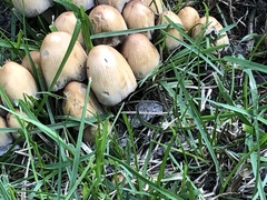 Coprinellus