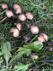 Coprinellus
