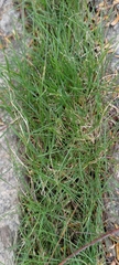 Zoysia pacifica