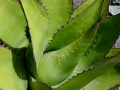 Agave gentryi