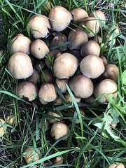 Coprinellus