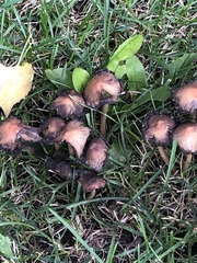 Coprinellus