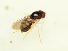 Mycodrosophila stalkeri