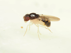 Mycodrosophila stalkeri