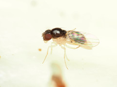 Mycodrosophila stalkeri