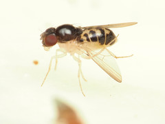 Mycodrosophila stalkeri