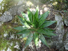 Agave doctorensis
