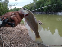 Micropterus salmoides