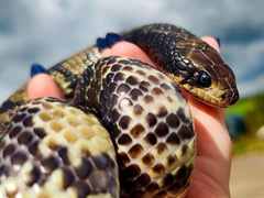Heterodon