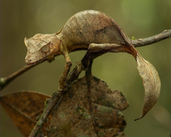Uroplatus
