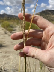 Sporobolus contractus