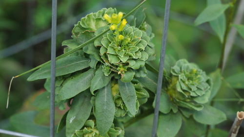Goldenrod Brussels Sprout Gall Fly photo 4