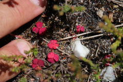 Oxalis commutata commutata