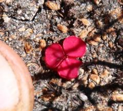 Oxalis commutata commutata
