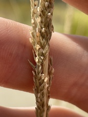 Sporobolus contractus