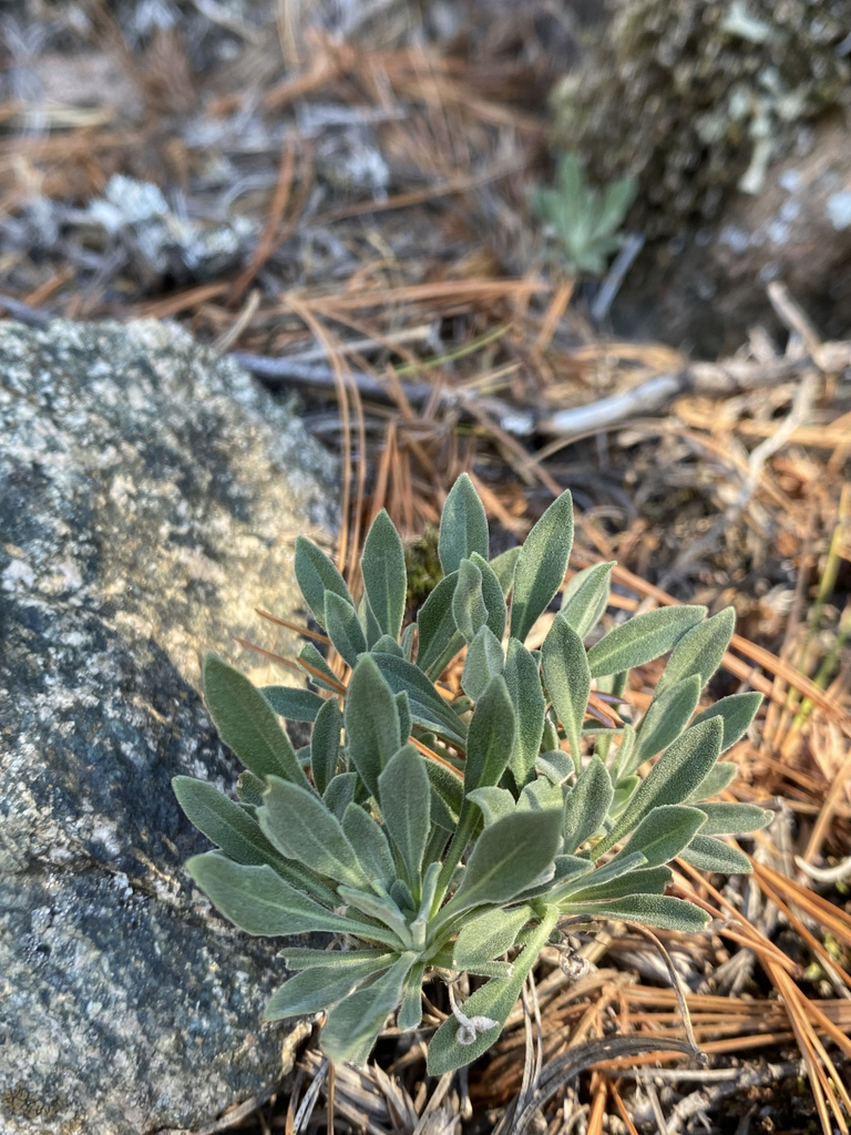 Graham's Rockcress from Marquette, MI, US on September 23, 2021 at 12: ...