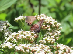 Callophrys guatemalena