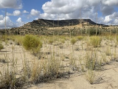 Sporobolus contractus