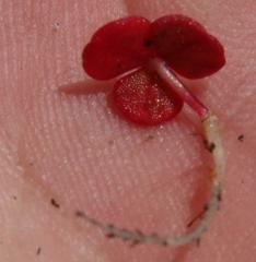 Oxalis commutata commutata