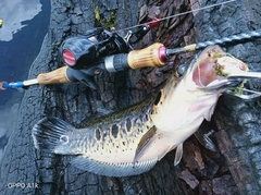 Channa pleurophthalma