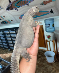 Uromastyx