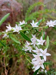 Crowea angustifolia