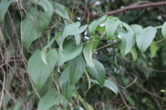 Dioscorea alata
