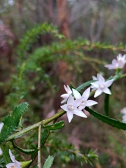 Crowea angustifolia