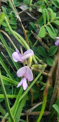 Tephrosia cinerea