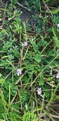 Tephrosia cinerea