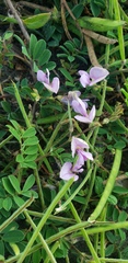 Tephrosia cinerea