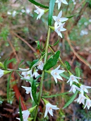 Crowea angustifolia
